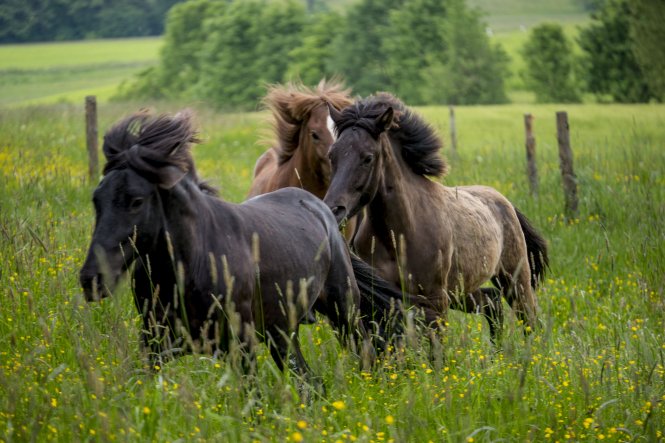 Pferde auf der blühenden Wiese